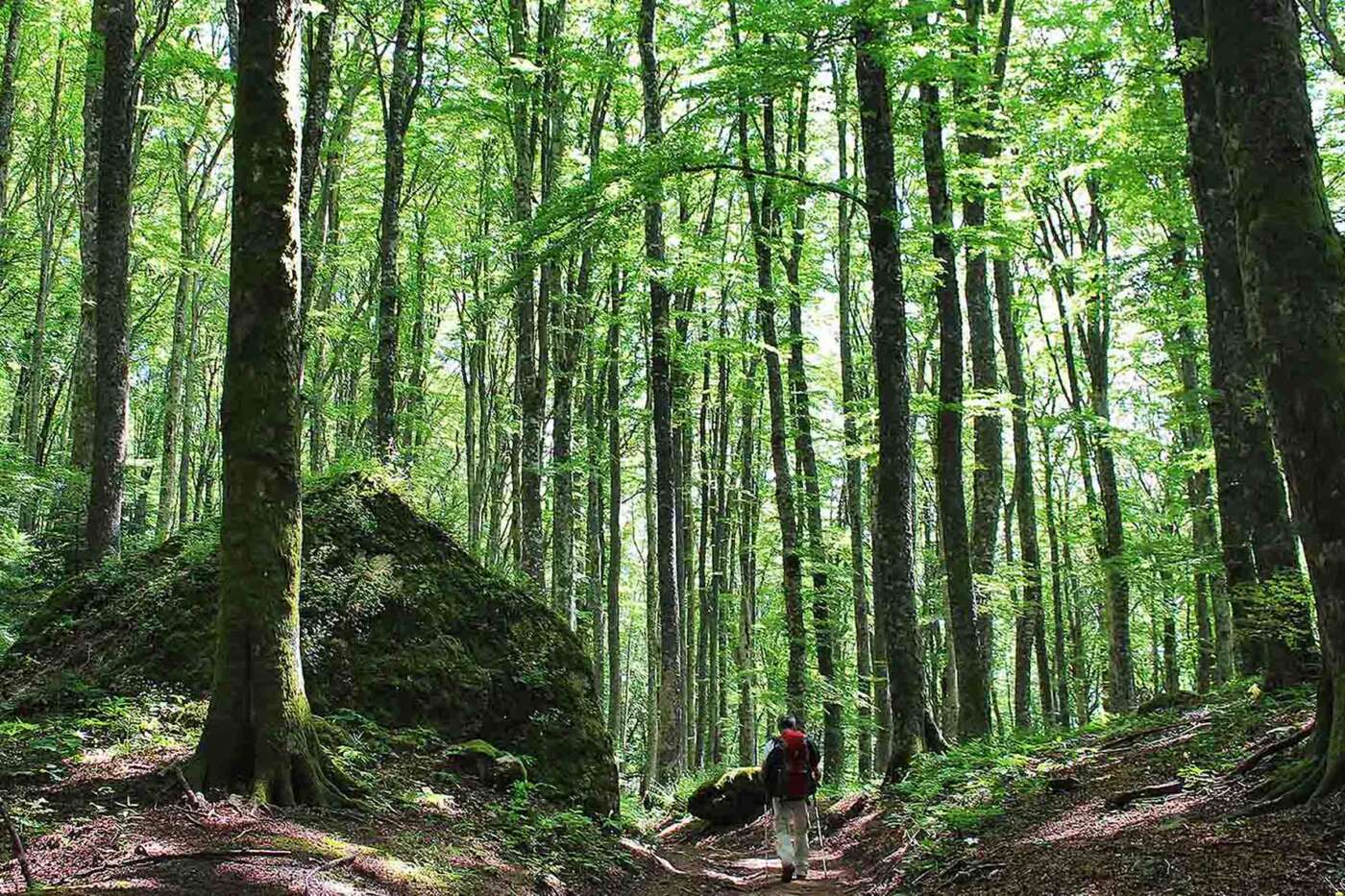 Parco Foreste Casentinesi - Bosco de La Verna, Roberta Marchi (1)